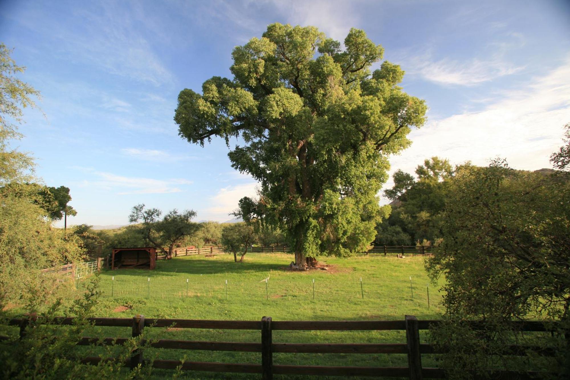 Spirit Tree Inn B&B Patagonia 외부 사진